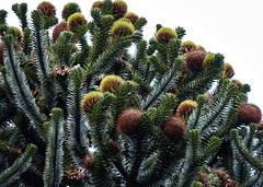 Up The Monkey Puzzle Tree!!
