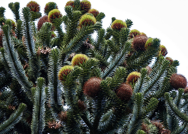 Up The Monkey Puzzle Tree!!