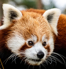 Red panda