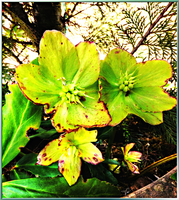 Schneerosen. (Helleborus niger) ©UdoSm