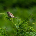 Young Stonechat