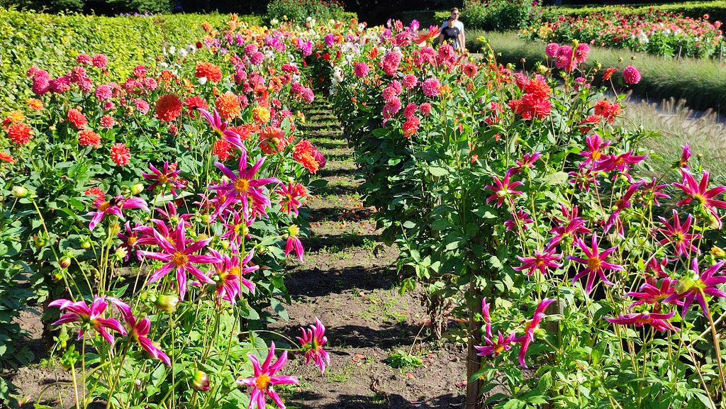 Dahliengarten im Altonaer Volkspark