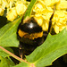 EF7A7585 Bumblebee queenv2
