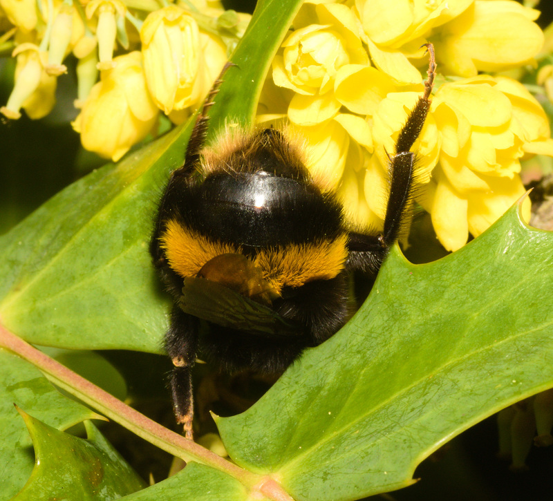 EF7A7585 Bumblebee queenv2