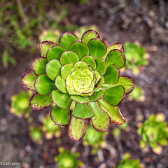 Bejeque de Anaga (Aeonium ciliatum)