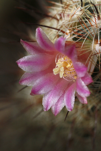 Mammillaria bocasana