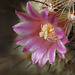 Mammillaria bocasana