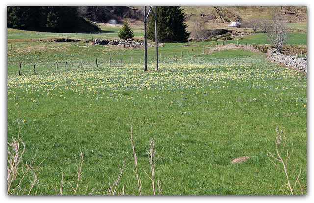 Le temps des Jonquilles (2)