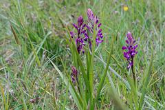 Orchis laxiflora - 2016-04-29_D4_DSC7176