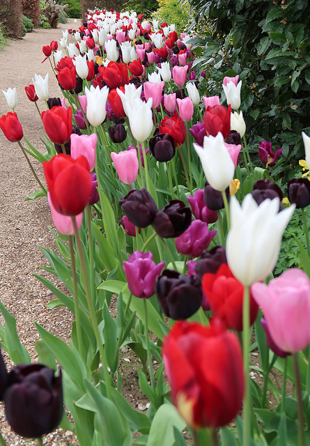 Tulip border