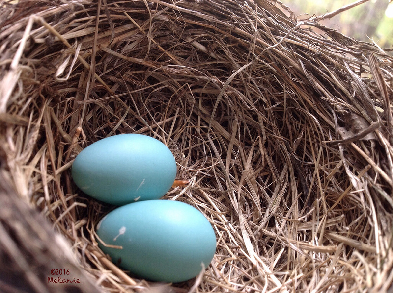 Robin eggs
