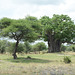 Tarangire, African Acacia and Baobab