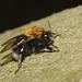 Bumblebee IMG_4985