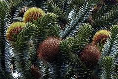 Up The Monkey Puzzle Tree!!