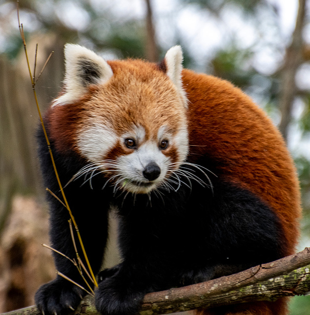 Red panda2