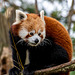 Red panda2