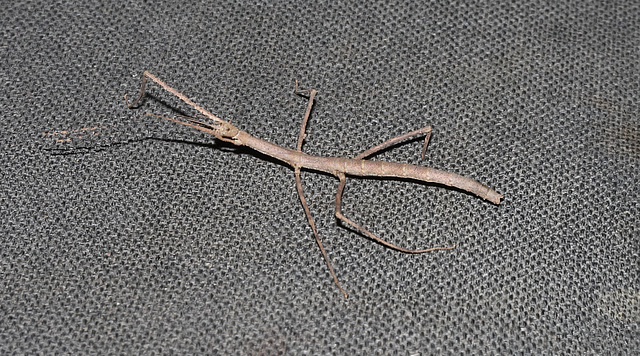 DC IMG 7945Stickinsect