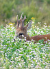 Mr. Roebuck was eating from the Buckwheat...