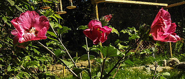 20200902 9763CPw [D~LIP] Roseneibisch (Hibiscus), Bad Salzuflen