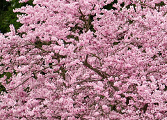 Japanischer Kirschblütenbaum
