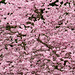 Japanischer Kirschblütenbaum