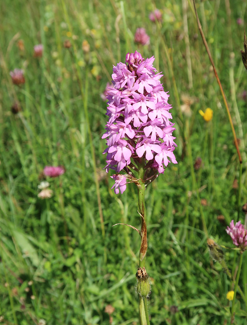 Pyramidal Orchid