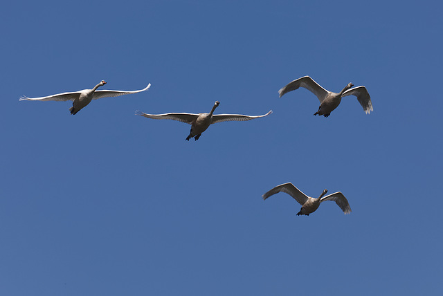 Schwäne im Flug