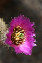 Hedgehog Cactus