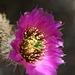 Hedgehog Cactus