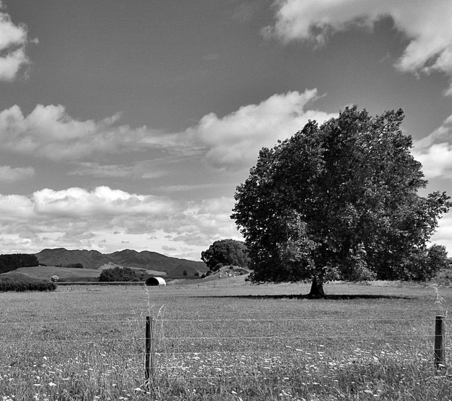 Rural Scene.