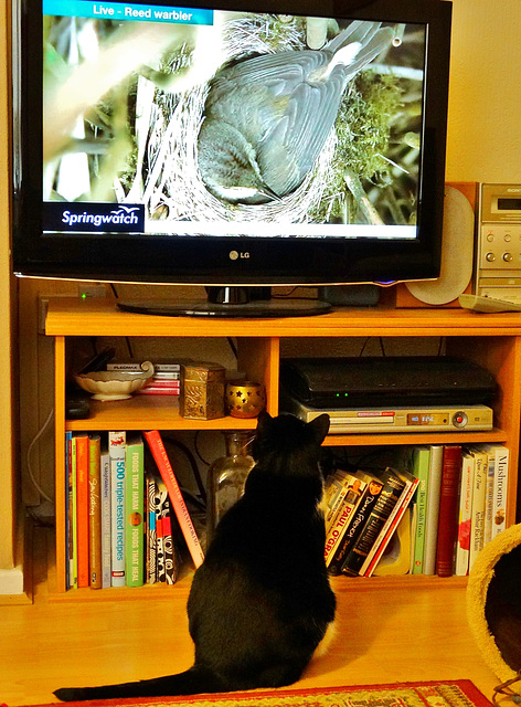 Murphy watches "Springwatch Live"