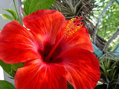 Red - Fiore di ibisco