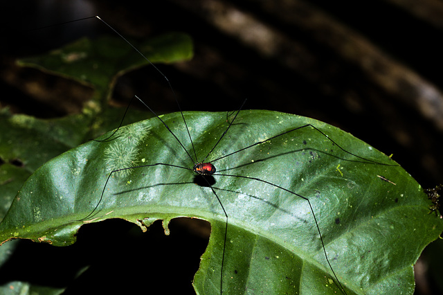 HarvestmanIMG_3082