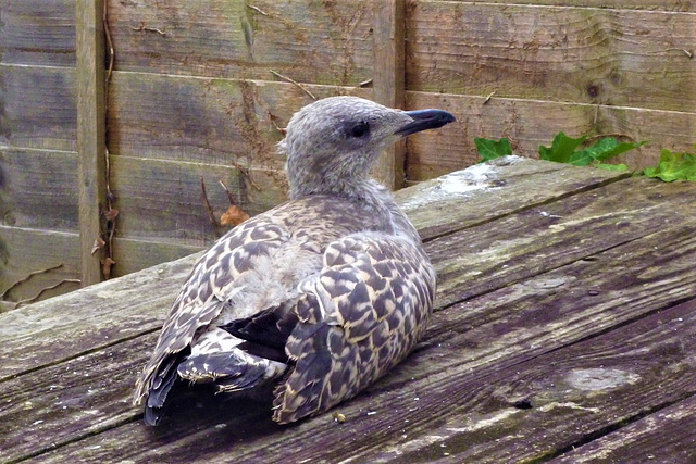 Fred enjoying a rest on the coal bunker