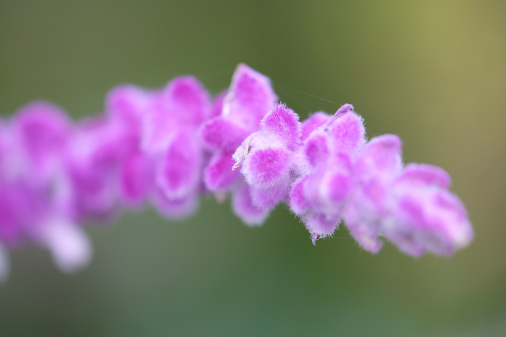 DSCF7339