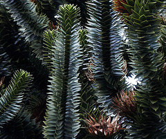 Up The Monkey Puzzle Tree!!