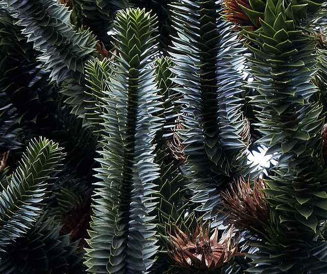 Up The Monkey Puzzle Tree!!