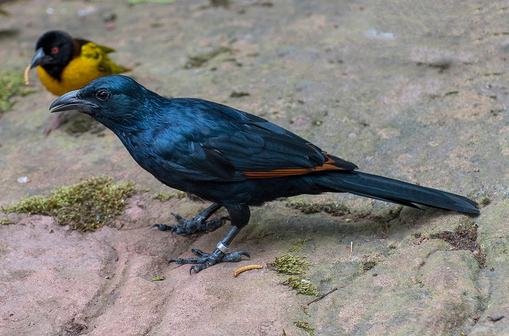 Red winged starling