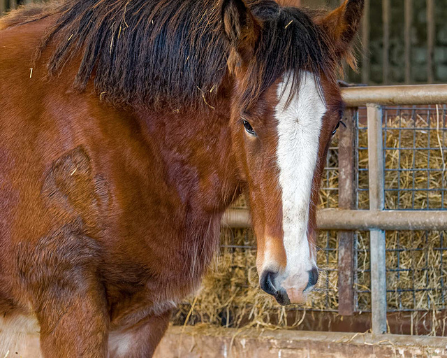 Close up of a Shire Horse Foal