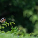 Male Stonechat