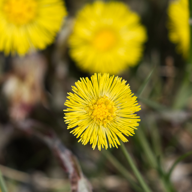 Huflattich frühe Blüte