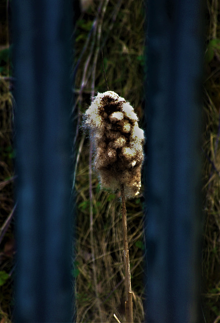 Bullrushes