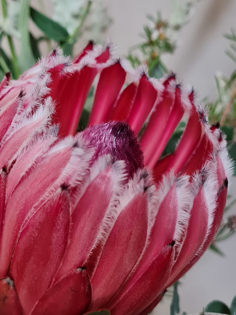 pink protea