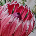 pink protea