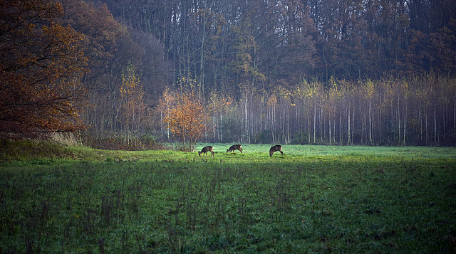 Watching the deers ¤ Brunssummerheide ¤ Heerlen ¤ NL