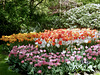 Orange and Pink