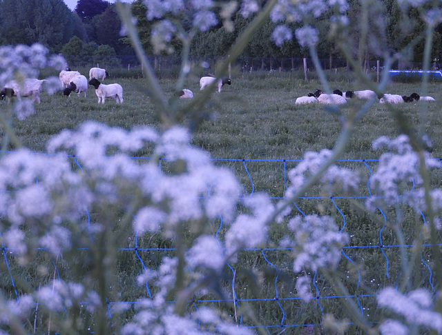Sharp cheep trough hazy cow parsley