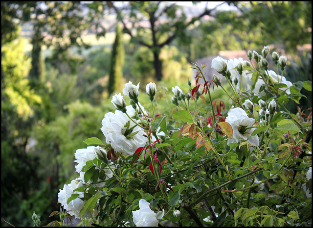 Rosier 'Parks Yellow-Tea China ' - Grand rosier blanc