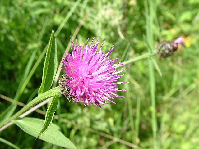 Common Knapweed (Centaurea nigra) 2nd August 2005