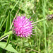 Common Knapweed (Centaurea nigra) 2nd August 2005